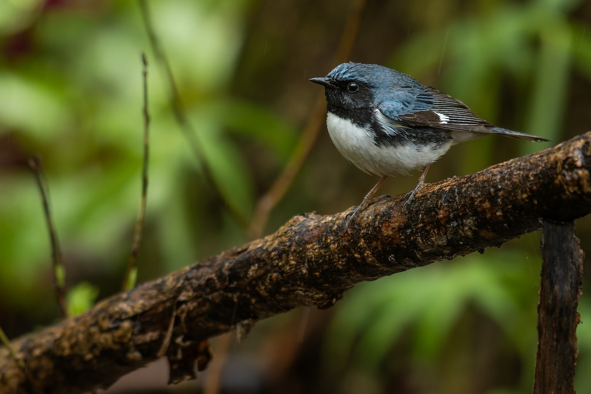 Black-throated Blue Warbler - Lory Cantin