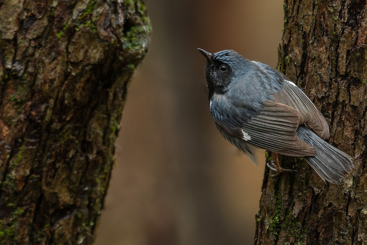 Black-throated Blue Warbler - Lory Cantin