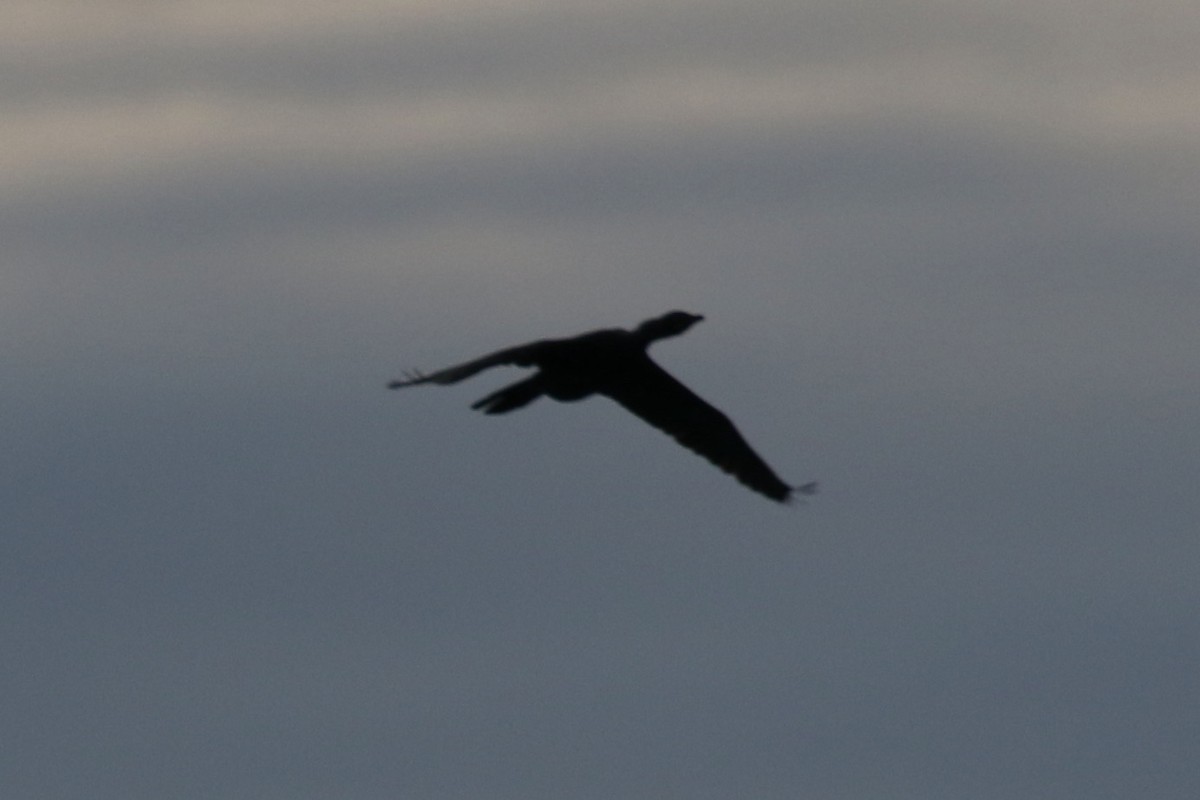 Pygmy Cormorant - Pranav Kumar