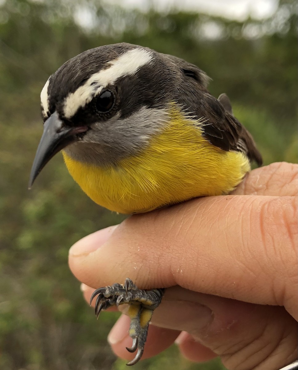 Bananaquit - LucianoNicolas Naka