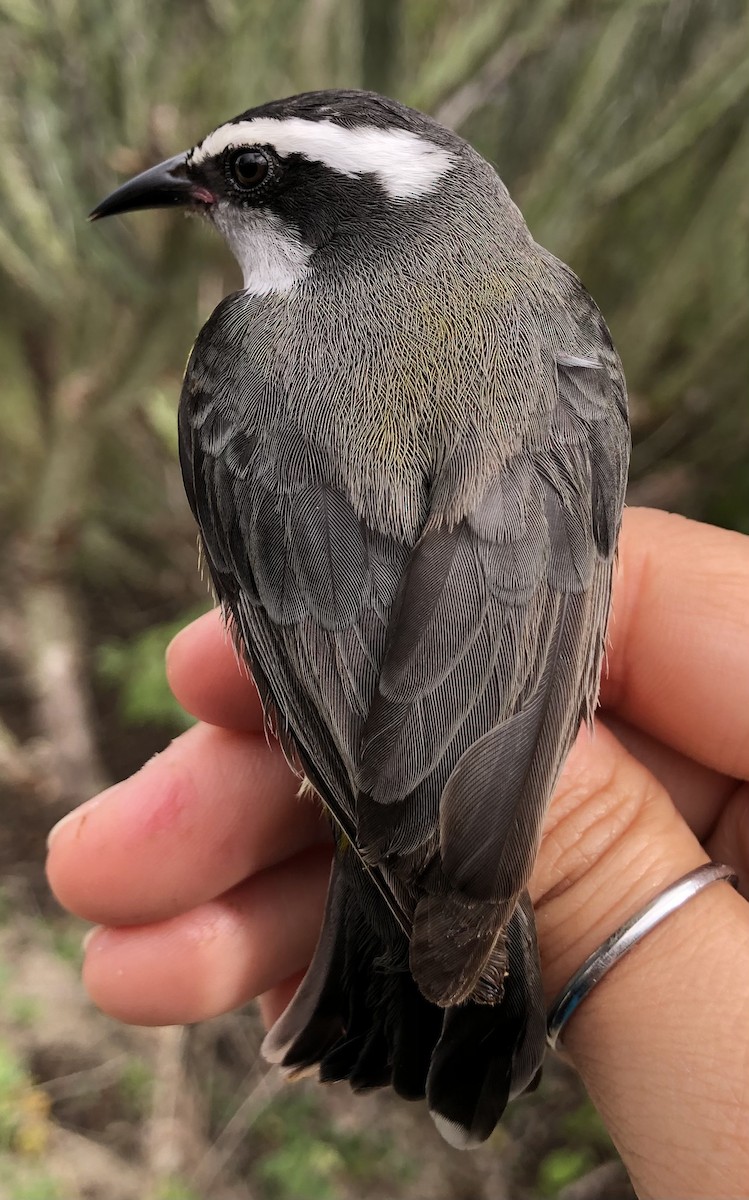 Bananaquit - LucianoNicolas Naka