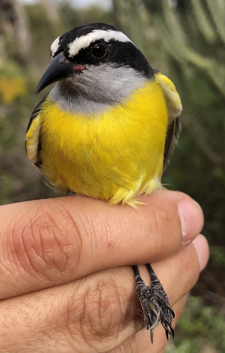 Bananaquit - LucianoNicolas Naka