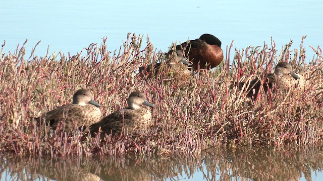 Chestnut Teal - ML619105122