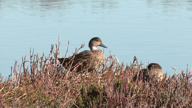 Chestnut Teal - ML619105127