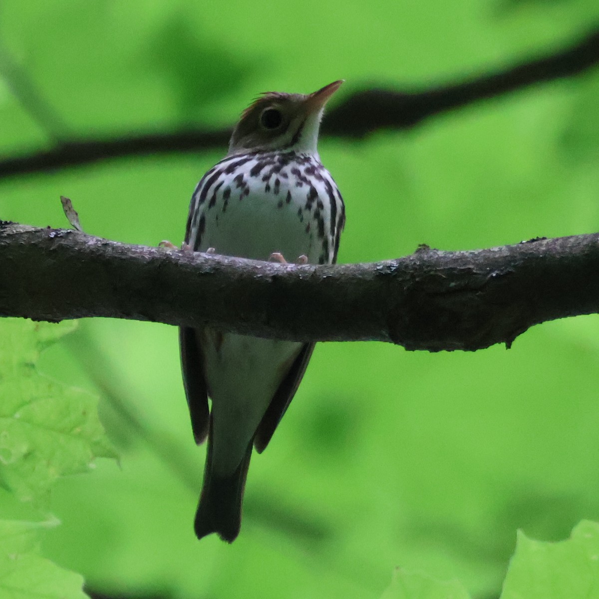 Ovenbird - Nathan Stimson