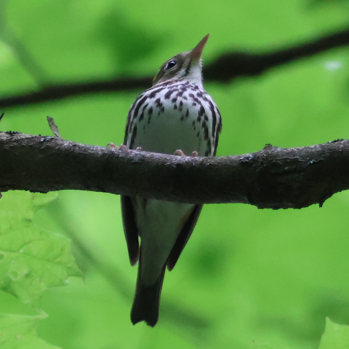 Ovenbird - Nathan Stimson