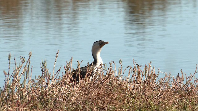 Little Pied Cormorant - ML619105137