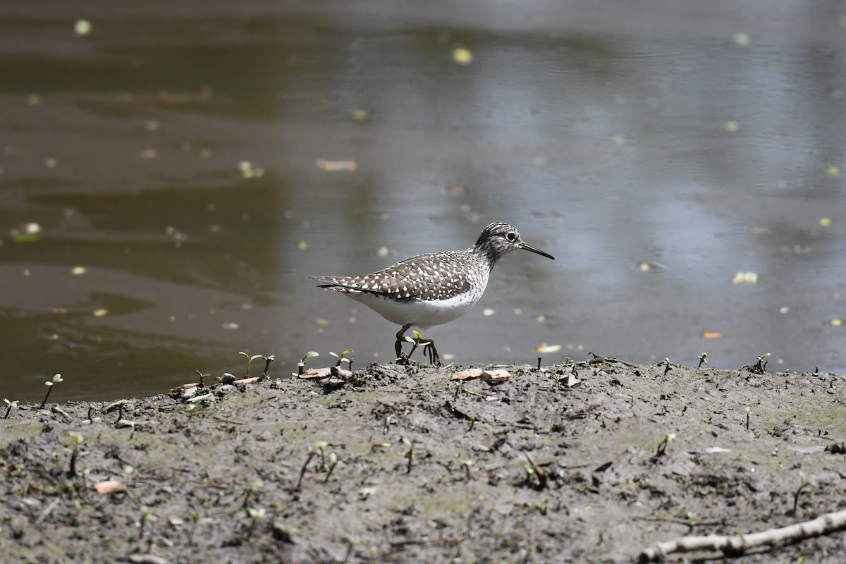 Solitary Sandpiper - Christiane Hébert