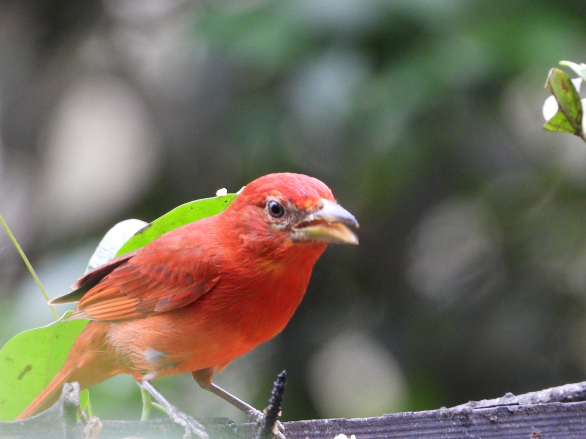 Summer Tanager - Sandra María Plúa Albán