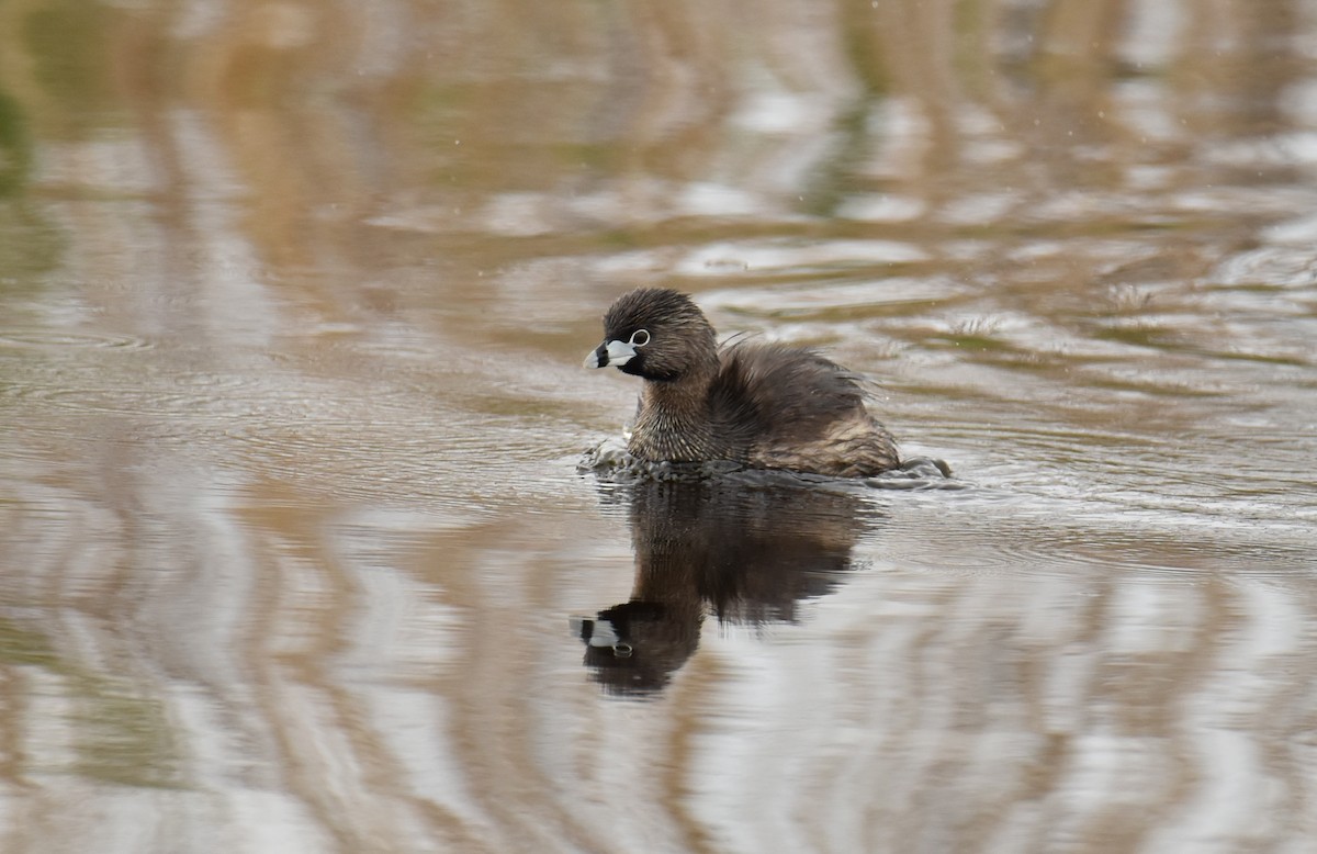 Pied-billed Grebe - ML619105156