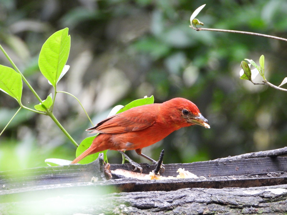 Summer Tanager - Sandra María Plúa Albán