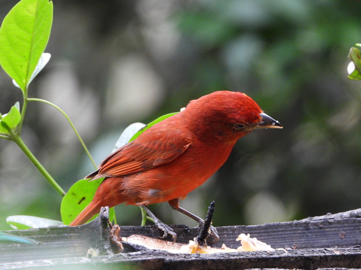 Summer Tanager - Sandra María Plúa Albán