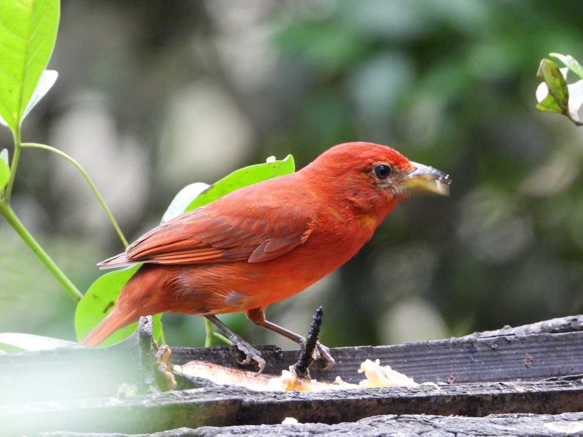 Summer Tanager - Sandra María Plúa Albán