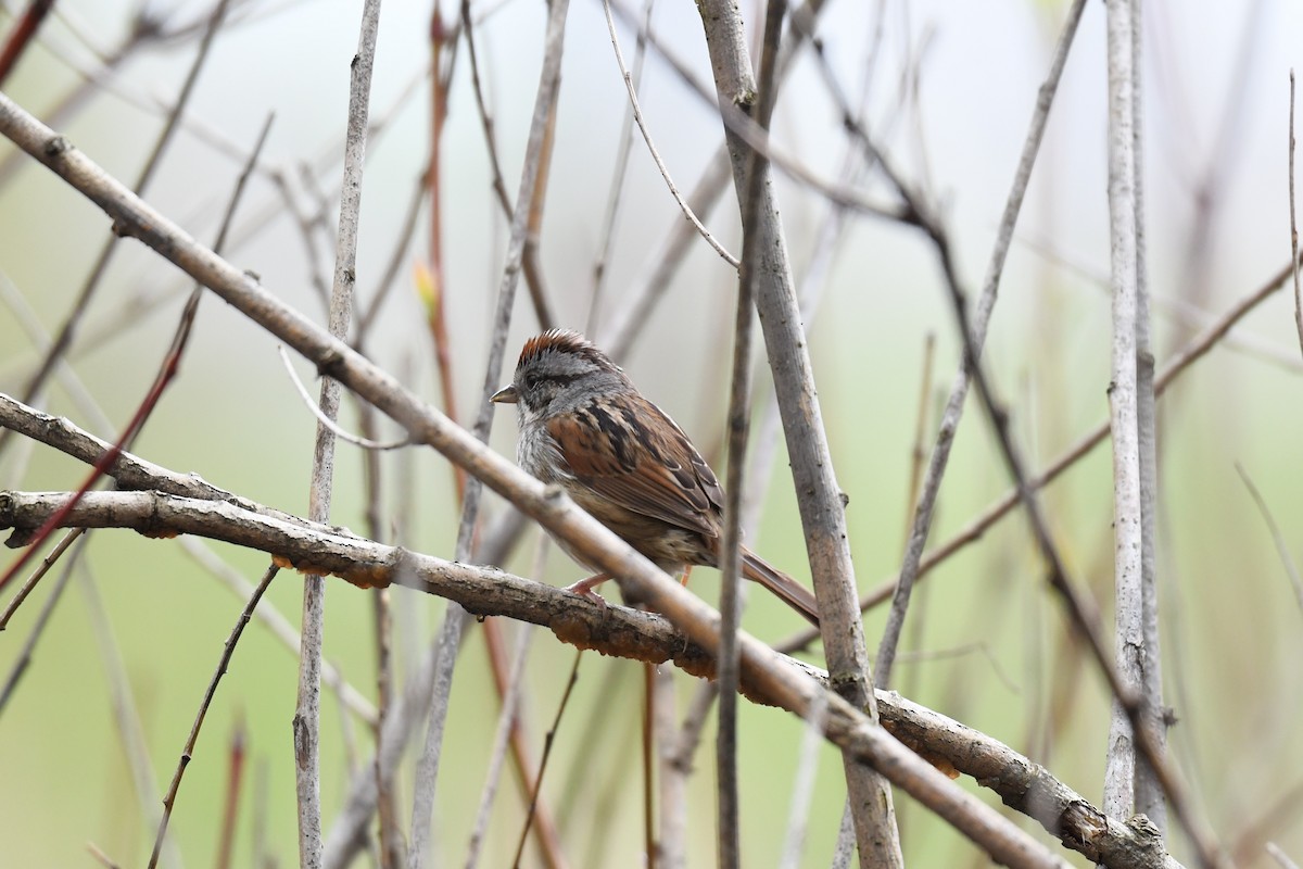 Swamp Sparrow - ML619105188