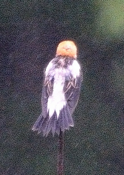 Bobolink - John Gordinier