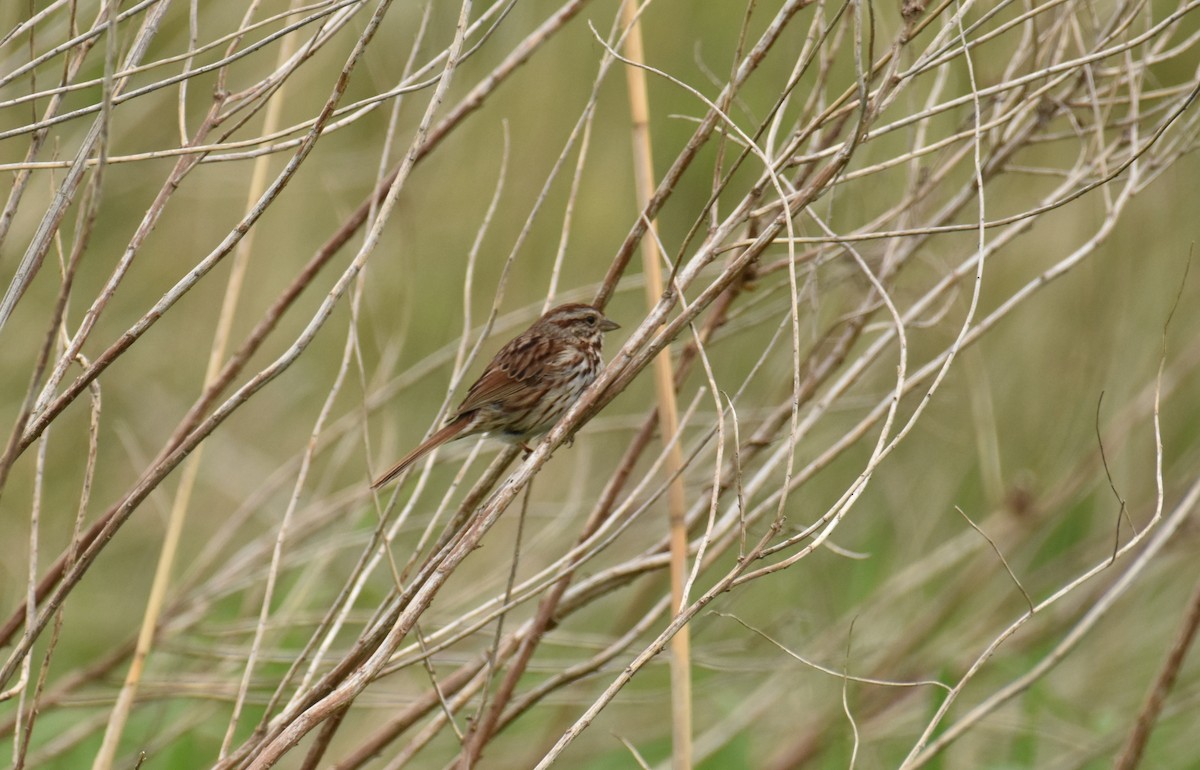 Song Sparrow - Leslie and David Kraus