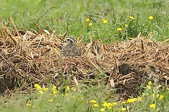 American Golden-Plover - ML619105218