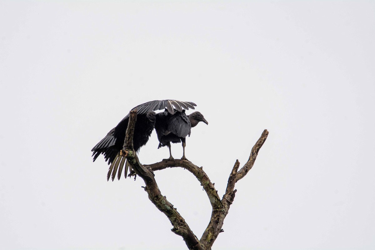 Black Vulture - FREDY HERNAN VALERO
