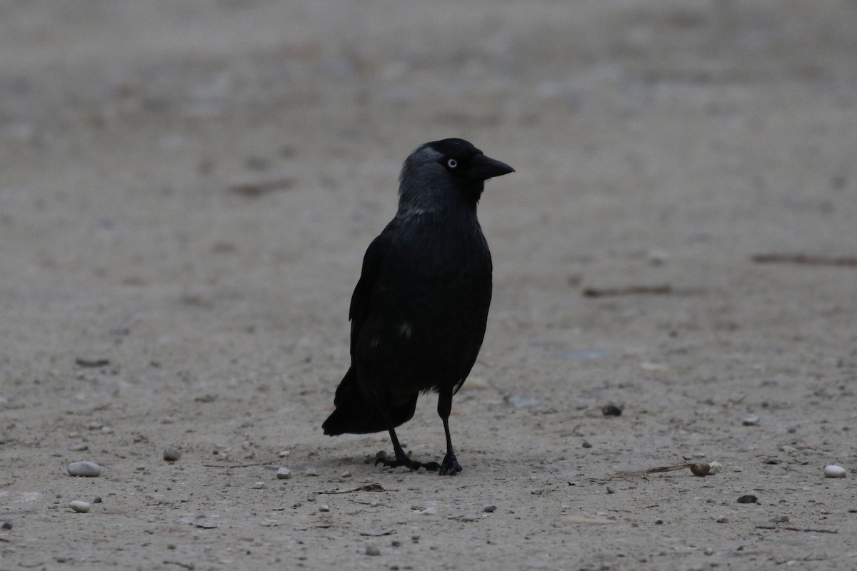 Eurasian Jackdaw - Pranav Kumar