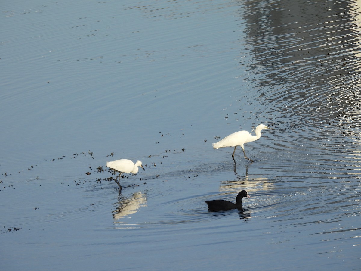 Little Egret - Shilpa Gadgil