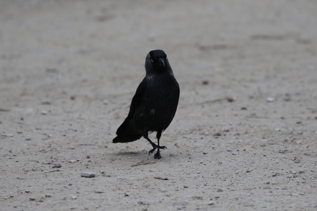 Eurasian Jackdaw - Pranav Kumar