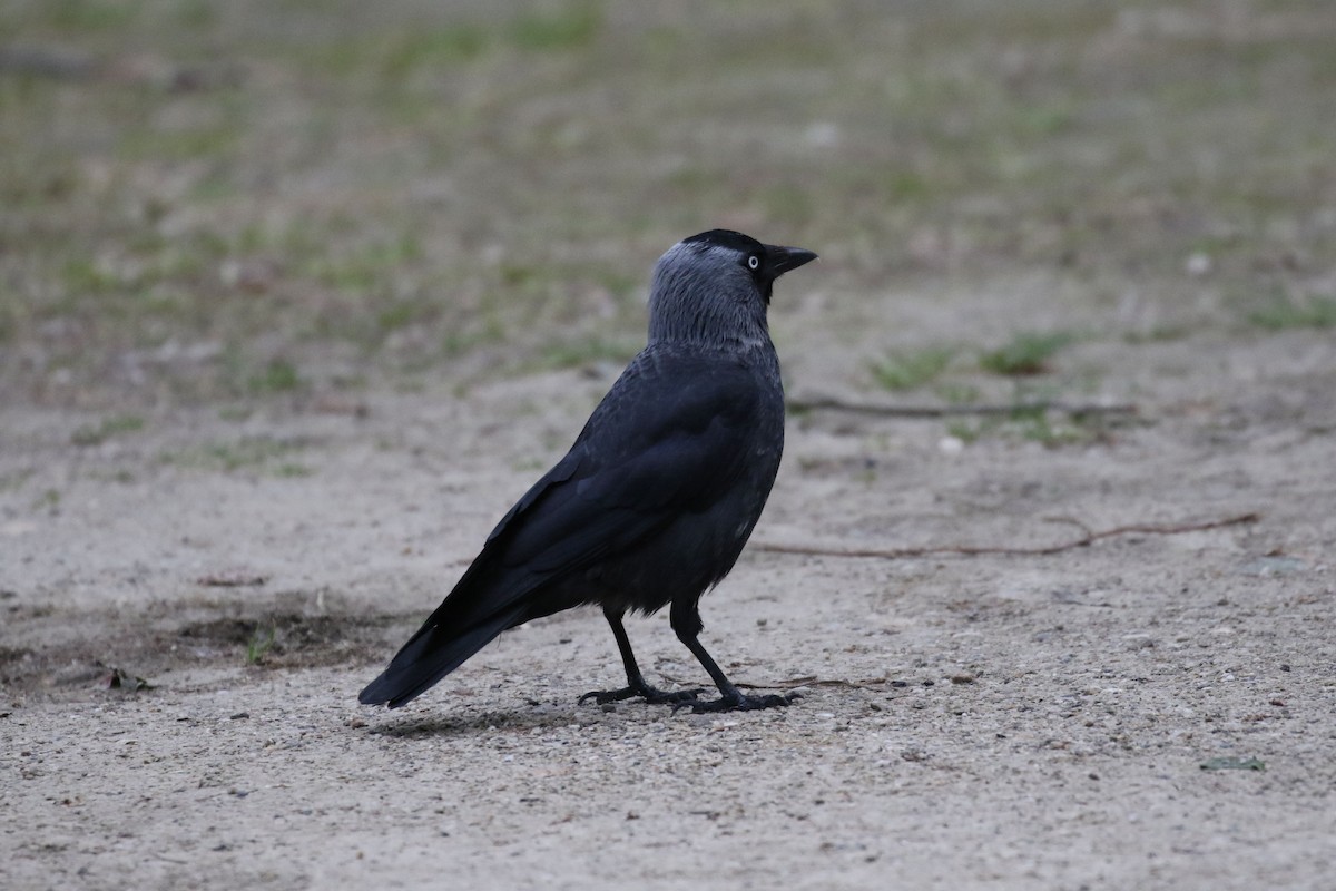 Eurasian Jackdaw - Pranav Kumar