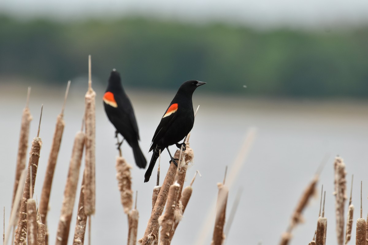 Red-winged Blackbird - Leslie and David Kraus