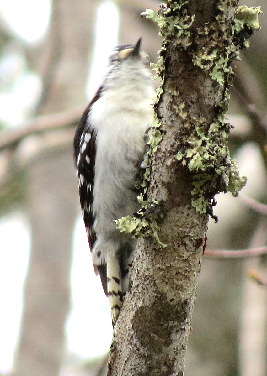 Downy Woodpecker - James Hirtle