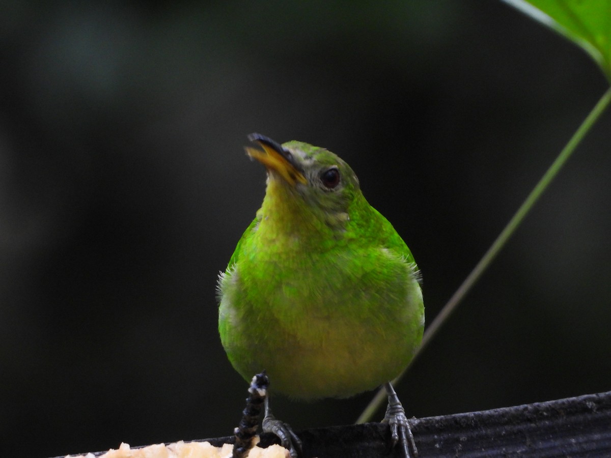 Green Honeycreeper - Sandra María Plúa Albán