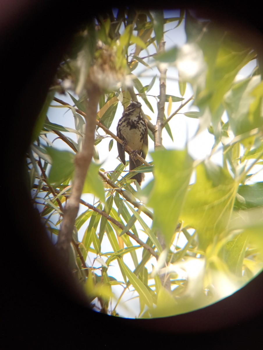 Song Sparrow - Salvador Trujillo González