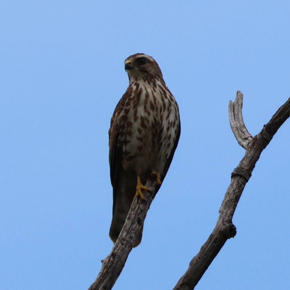 Broad-winged Hawk - ML619105322