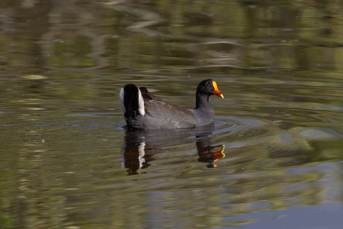 Dusky Moorhen - Nathan Bartlett