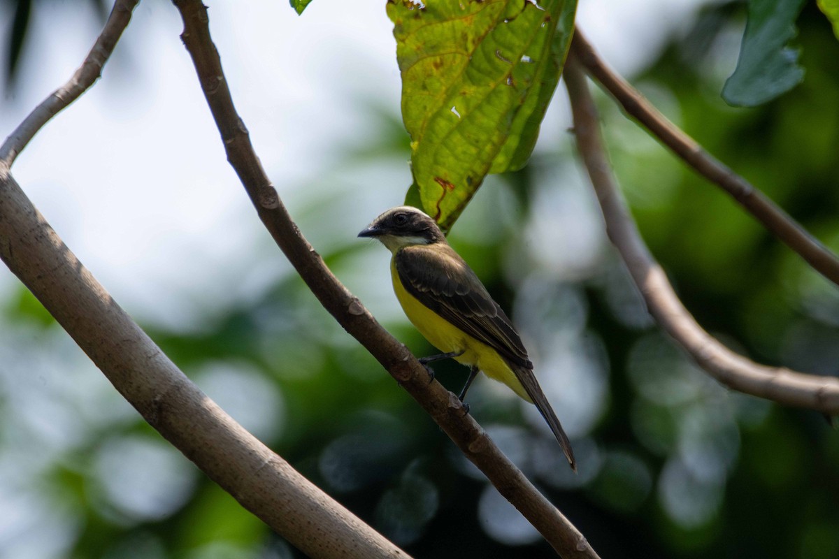 Lesser Kiskadee - FREDY HERNAN VALERO