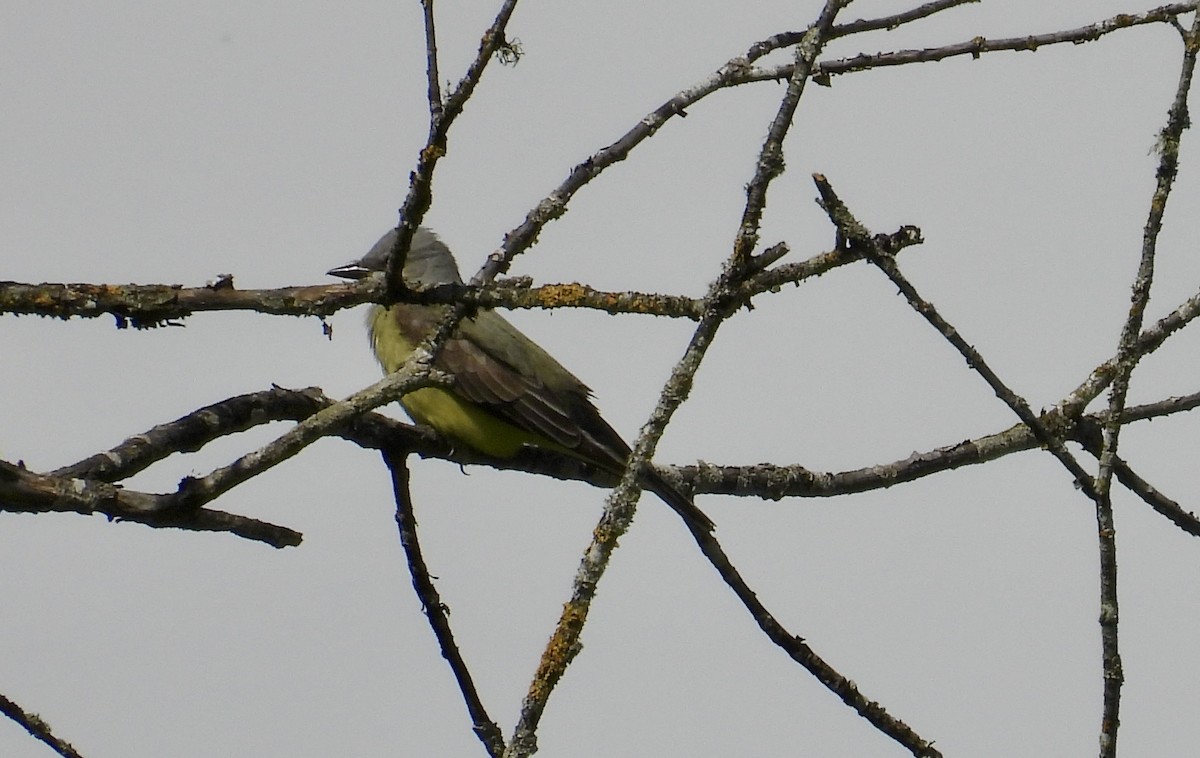 Western Kingbird - ML619105346