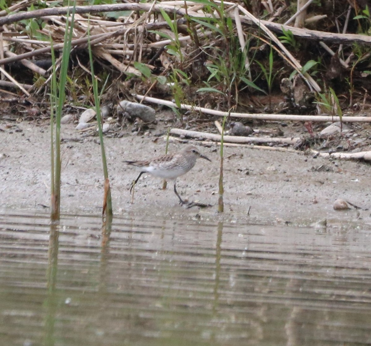 White-rumped Sandpiper - Amy Arkeveld