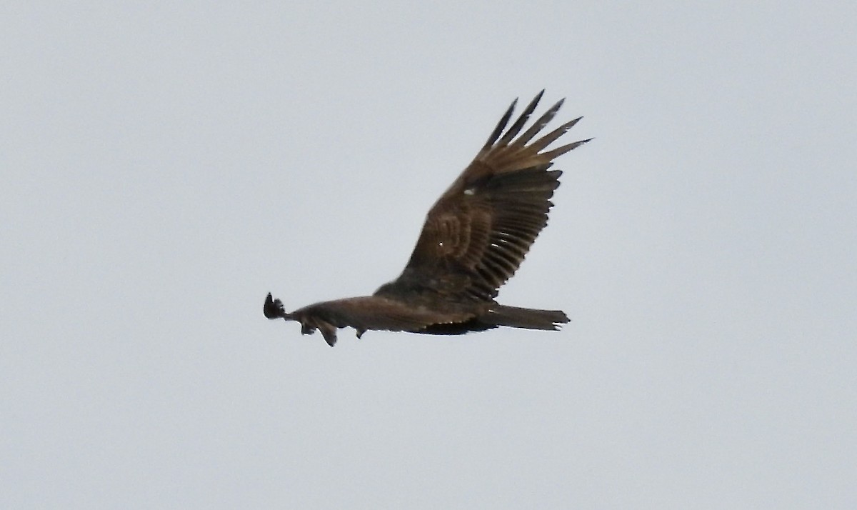 Turkey Vulture - Ted Goshulak