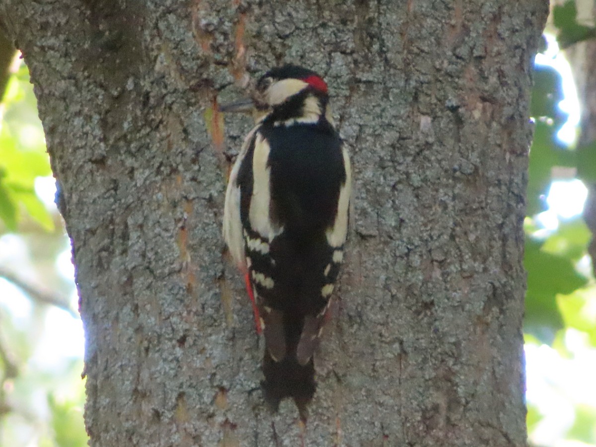 Great Spotted Woodpecker - Kseniia Marianna Prondzynska