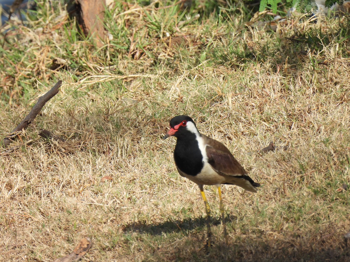 Red-wattled Lapwing - Shilpa Gadgil