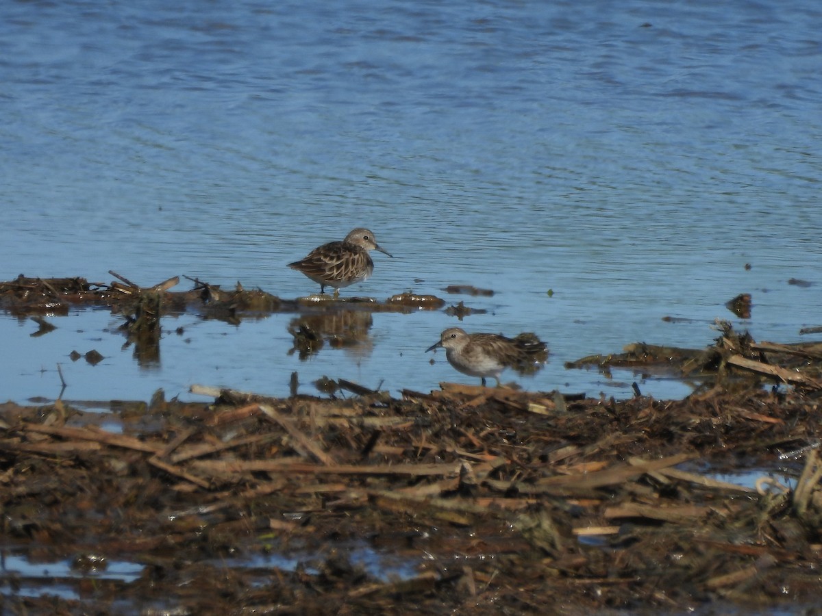 Least Sandpiper - Tracee Fugate