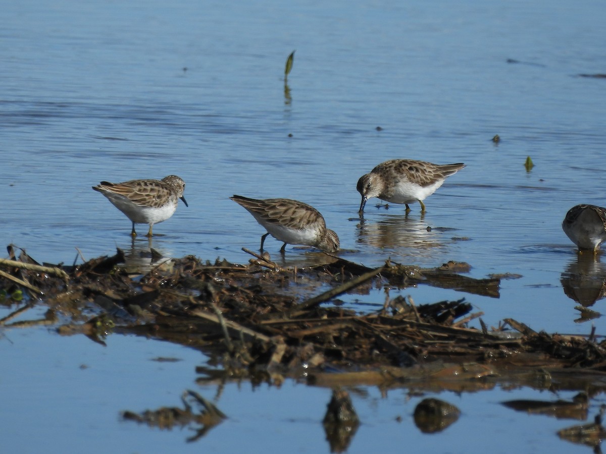 Least Sandpiper - Tracee Fugate