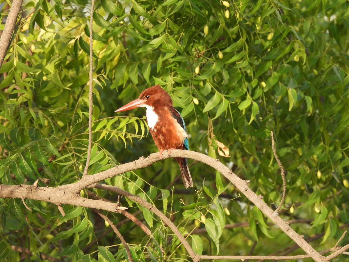 White-throated Kingfisher - Shilpa Gadgil