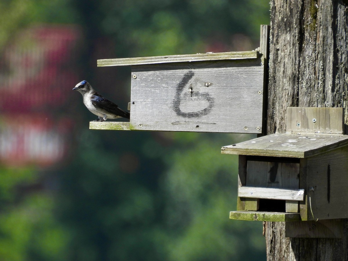 Purple Martin - Ted Goshulak