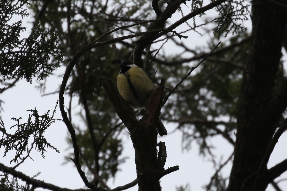 Great Tit - Pranav Kumar