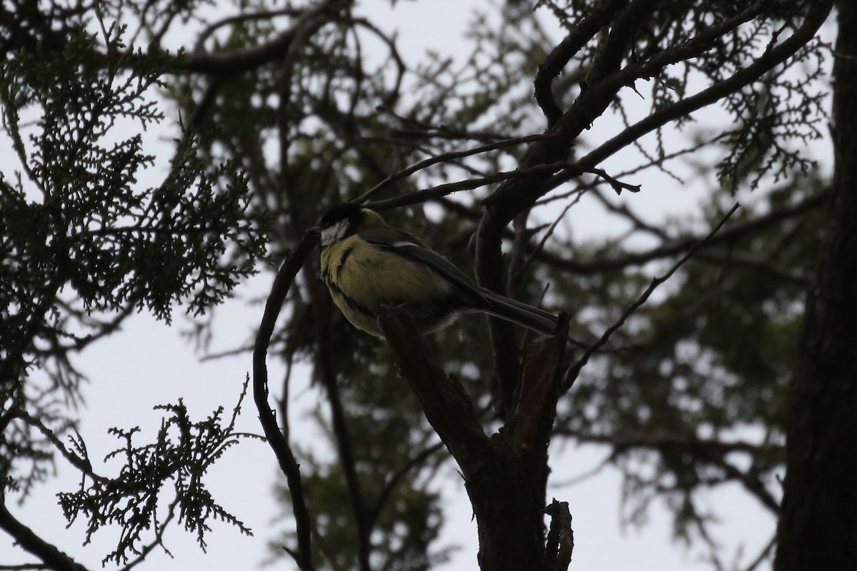 Great Tit - Pranav Kumar