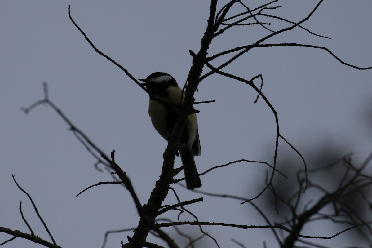 Great Tit - Pranav Kumar