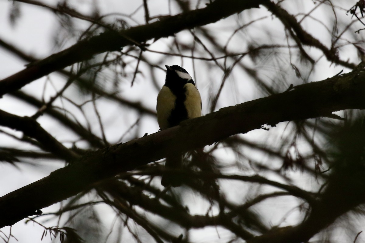 Great Tit - Pranav Kumar