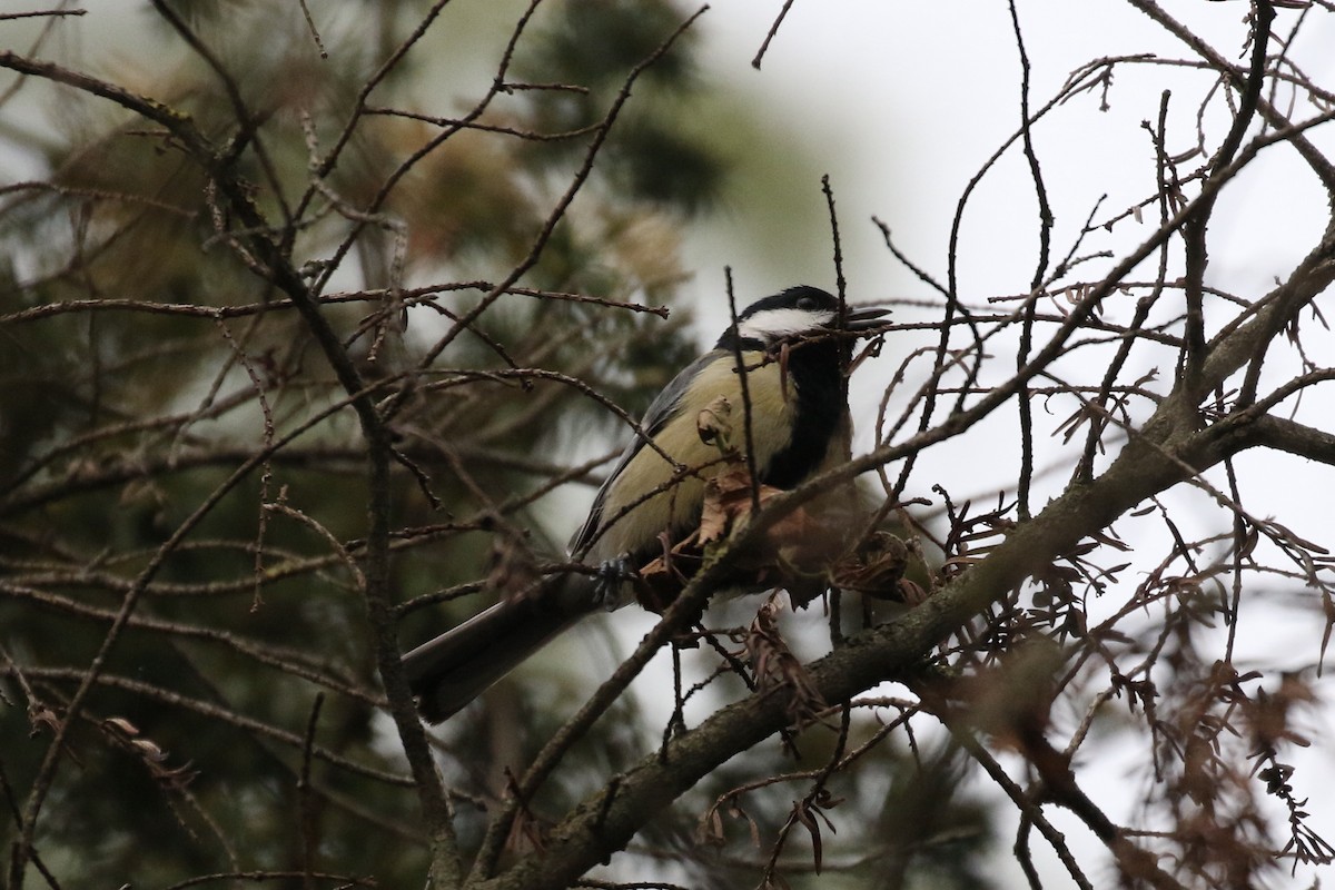 Great Tit - Pranav Kumar