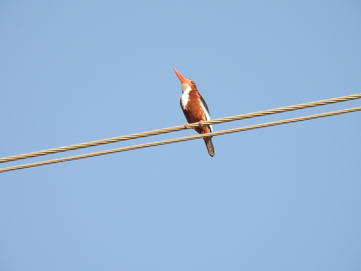 White-throated Kingfisher - Shilpa Gadgil