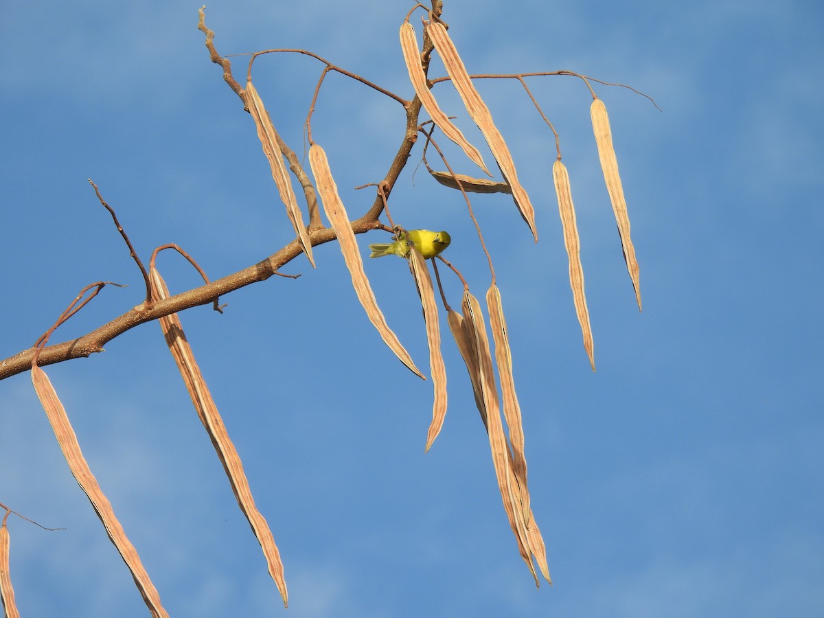 Common Iora - Shilpa Gadgil