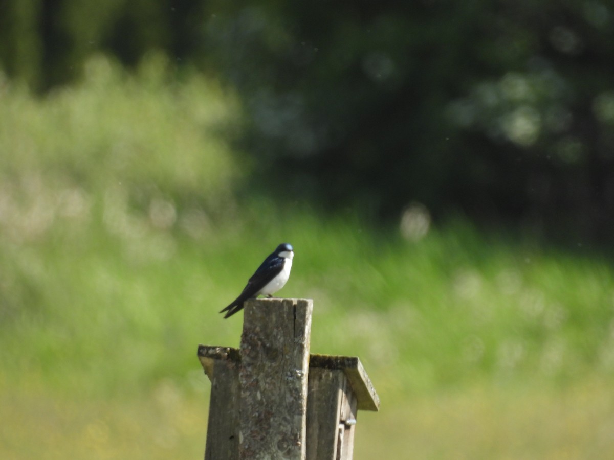 Tree Swallow - Ted Goshulak